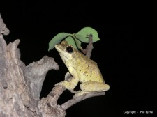Chiromantis xerampelina