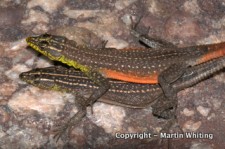 Platysaurus minor