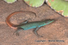 Platysaurus intermedius inopinus