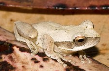 Litoria revelata