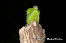 Herps of Sri Lanka