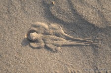 Phrynocephalus axillaris