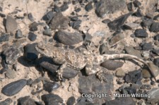 Phrynocephalus grumgrzimailoi