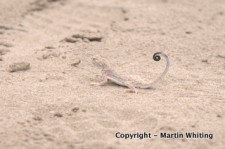 Phrynocephalus guttatus