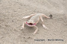 Phrynocephalus mystaceus