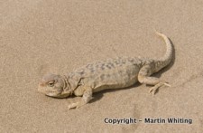 Phrynocephalus vlangalii