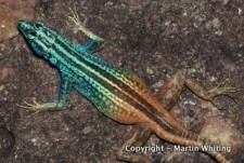 Platysaurus capensis