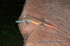 Platysaurus guttatus