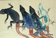 Platysaurus intermedius wilhelmi