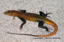Platysaurus imperator