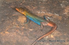 Platysaurus monotropis