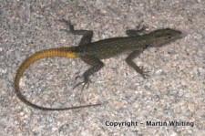 Platysaurus ocellatus