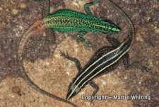 Platysaurus orientalis