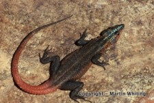 Platysaurus pungweensis blakei