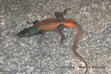 Platysaurus subniger
