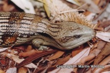 Blue-tongue skinks (Tiliqua)