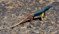 Platysaurus broadleyi