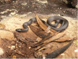 Small-eyed snakes and their aromatic social life « The