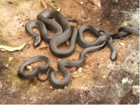 Small-eyed snakes and their aromatic social life « The
