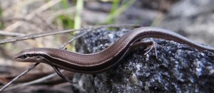 A three-lined skink (Bassiana duperreyi ). Photograph copyright Rory Telemeco.