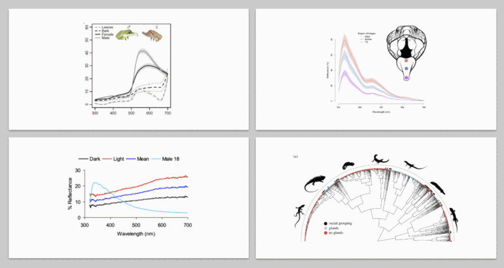 Figures illustrating colour signals, spectral reflectance and the evolution of communication in lizards