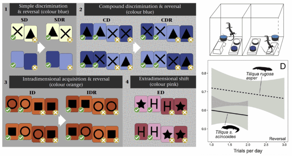 Figures illustrating discrimination learning, reversal learning and cognition experiments in lizards