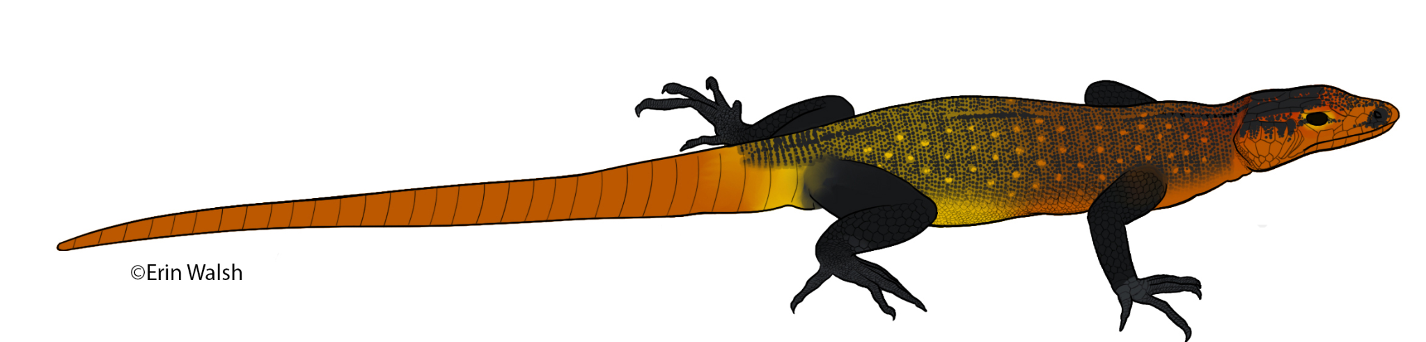 Illustration of a colourful flat lizard by Erin Walsh