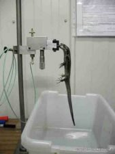 Bite-force measurement