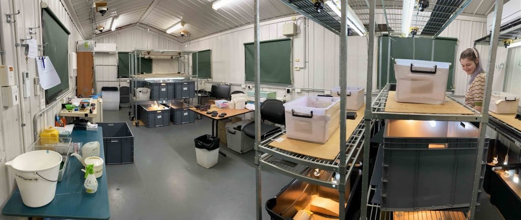 Panoramic view of the lizard shed