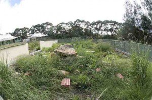 Large outdoor lizard yard