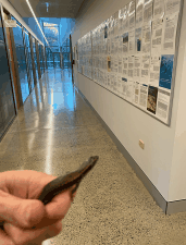 Eastern water skink in the office corridor