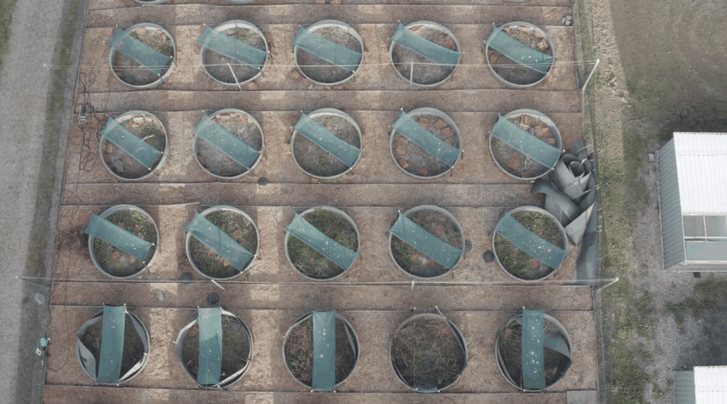 Drone view of the lizard tubs