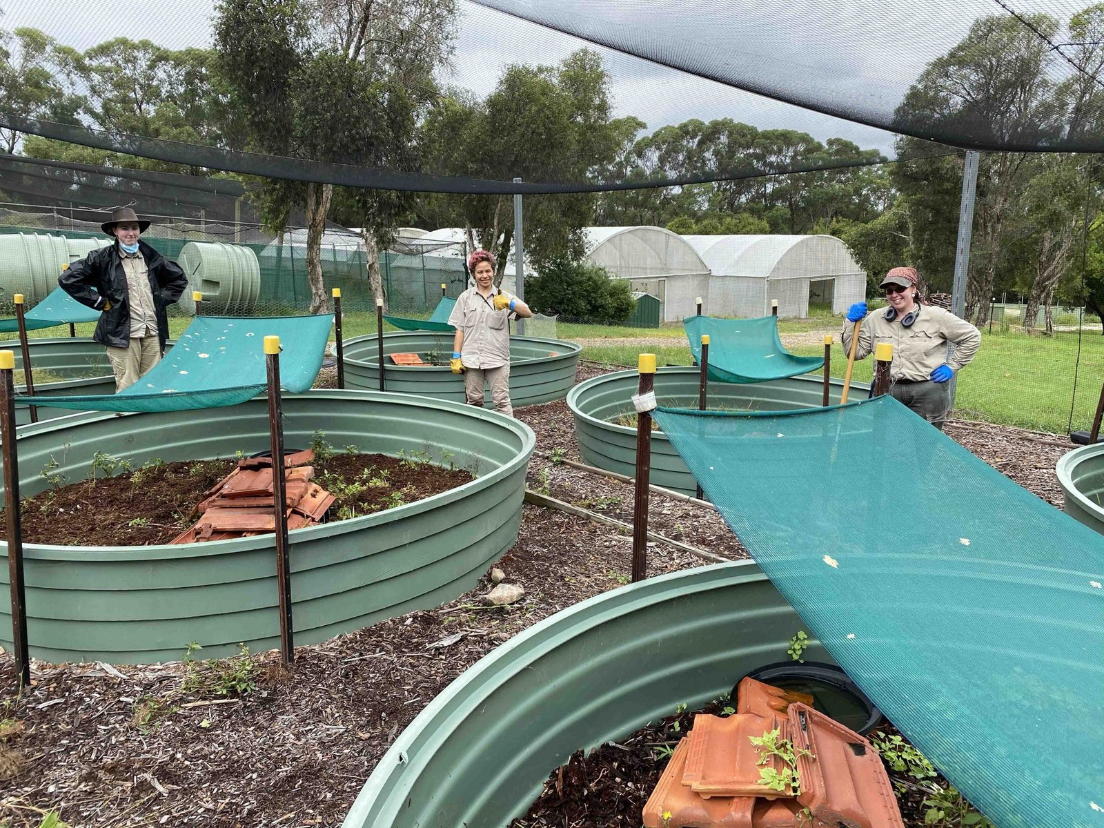 Rows of experimental tubs