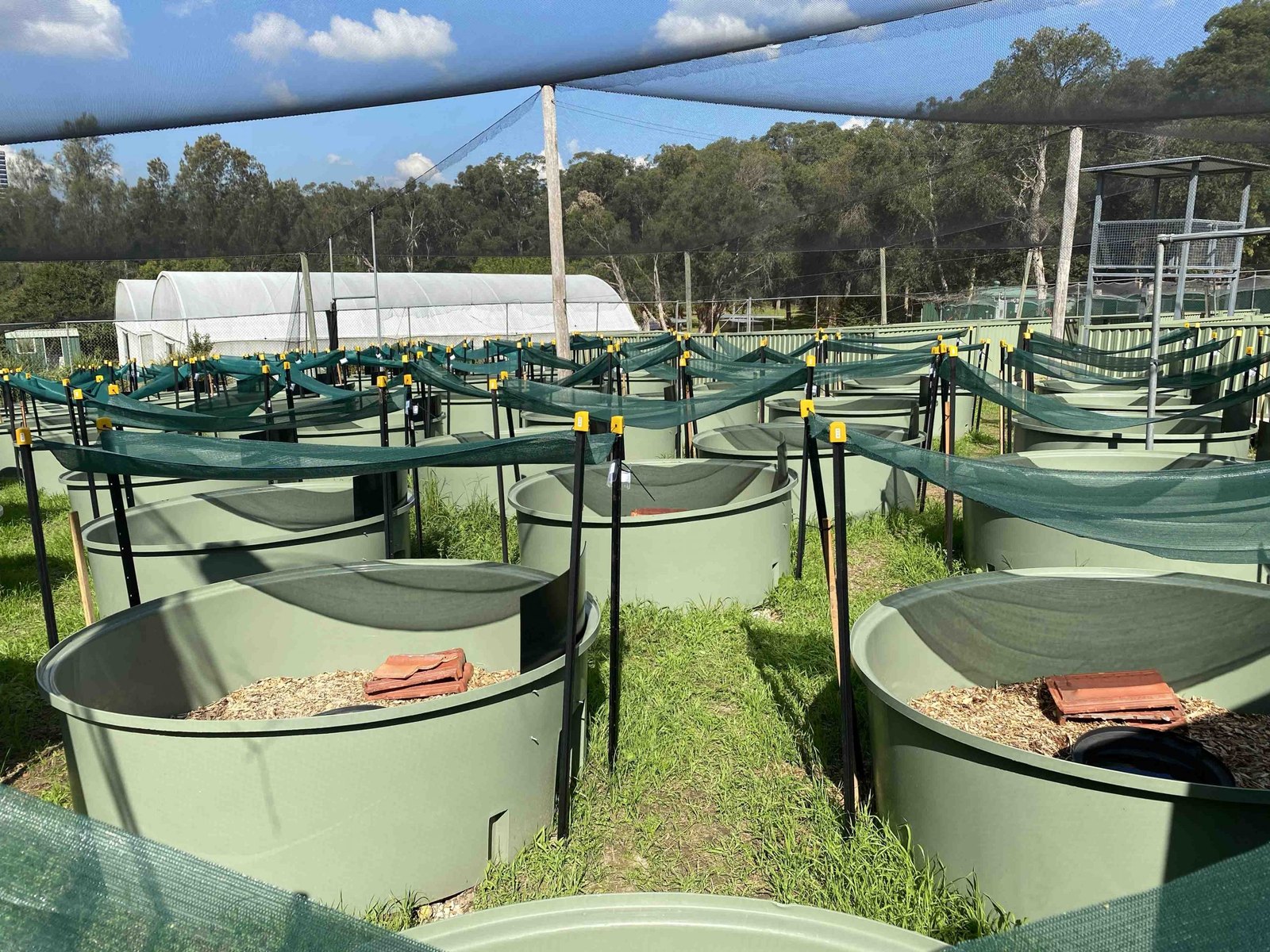 Researcher at lizard tubs