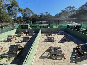 Bearded dragon enclosure