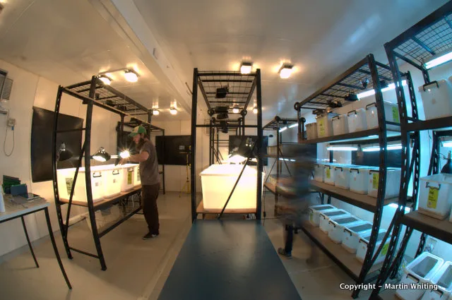 Researcher working among animal racks in the main research room