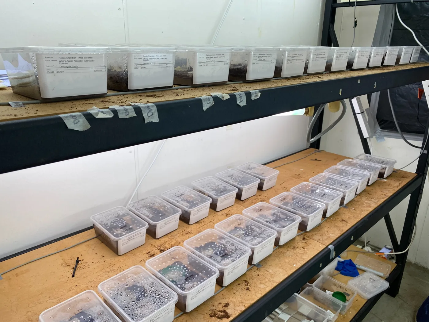 Small animal tubs arranged on laboratory shelves