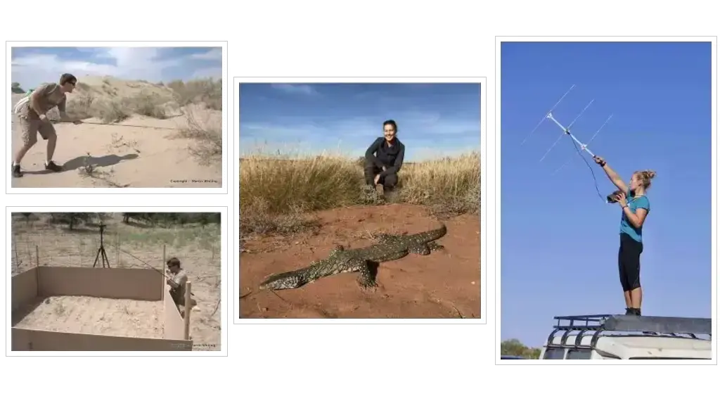 Researchers working with lizards in China and the Northern Territory