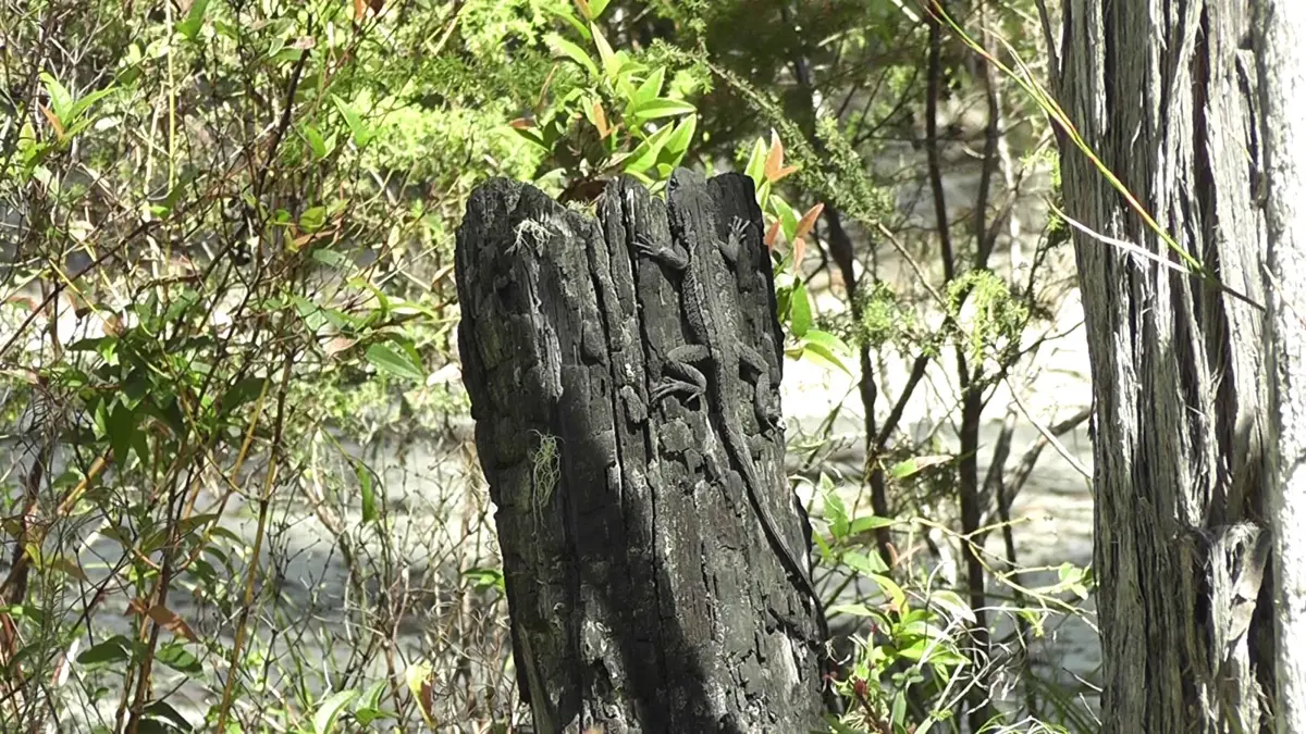 Amphibolurus muricatus