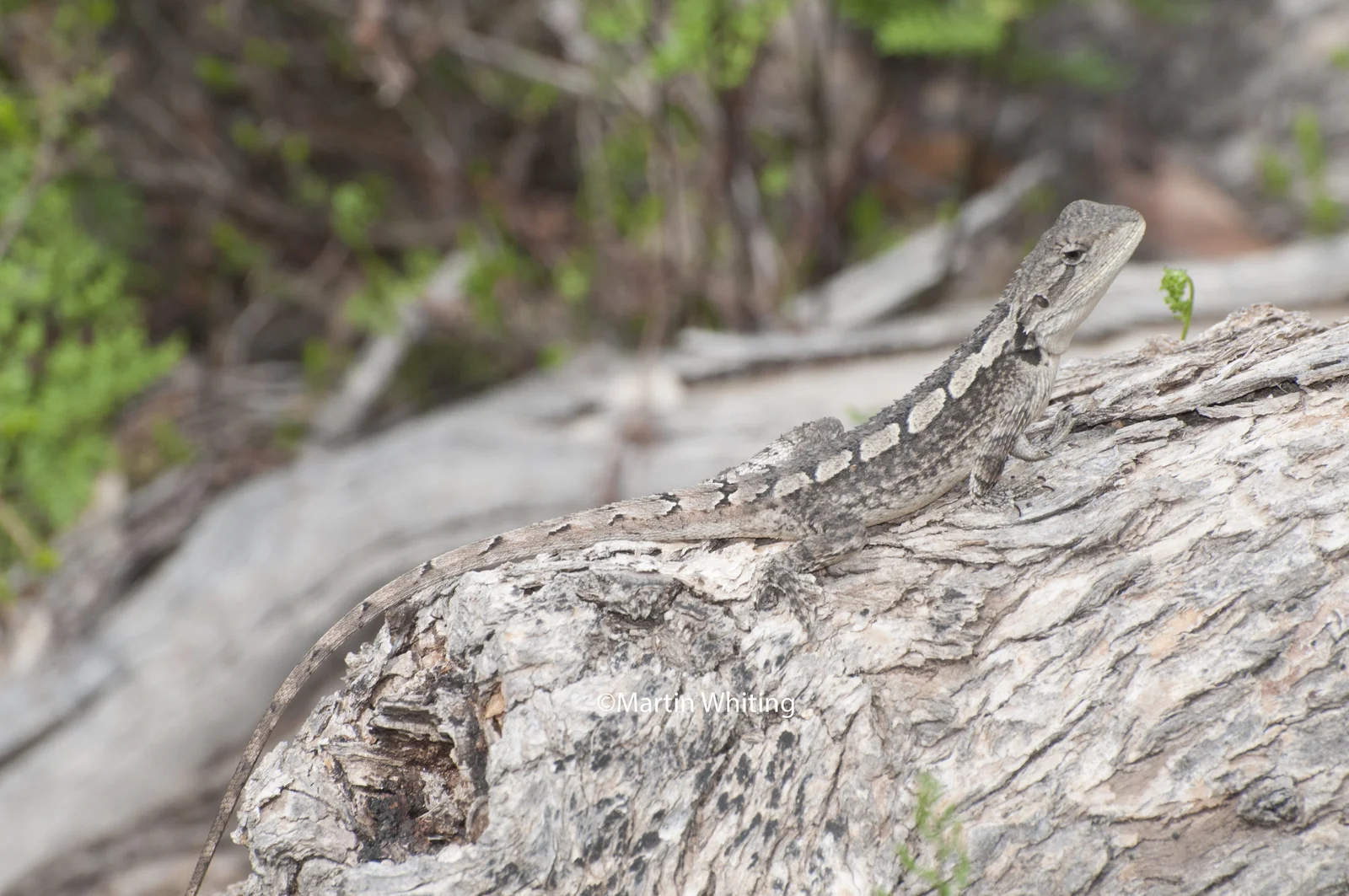 Amphibolurus muricatus