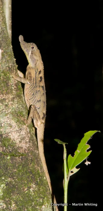 Ceratophora tennenttii