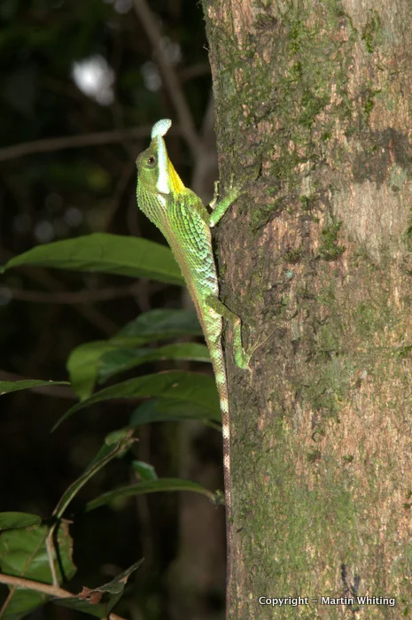 Ceratophora tennenttii