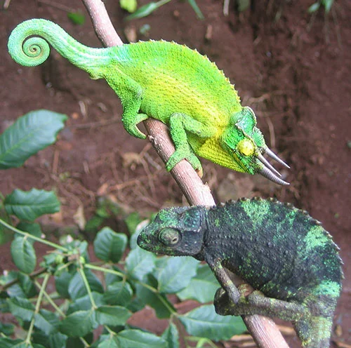 Chamaeleo j. xanthopholus