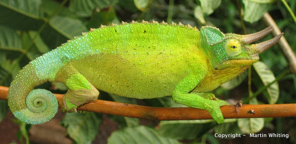 Chamaeleo jacksonii