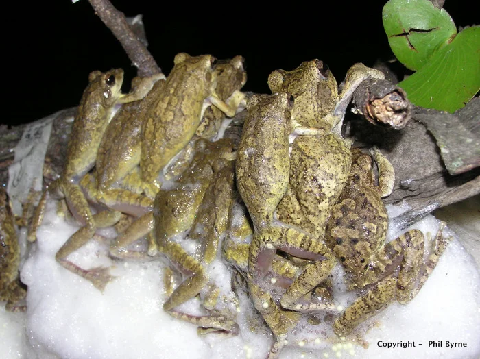 Chiromantis xerampelina