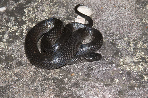 Cryptophis nigrescens