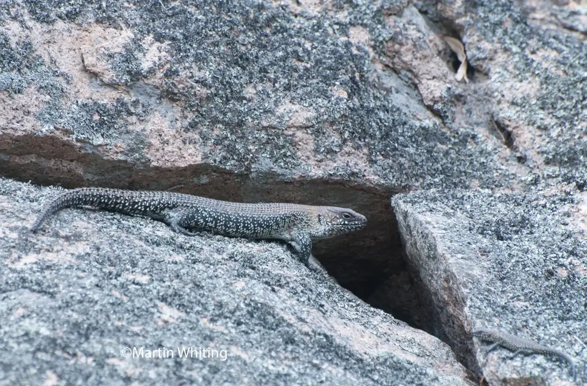 Egernia cunninghami