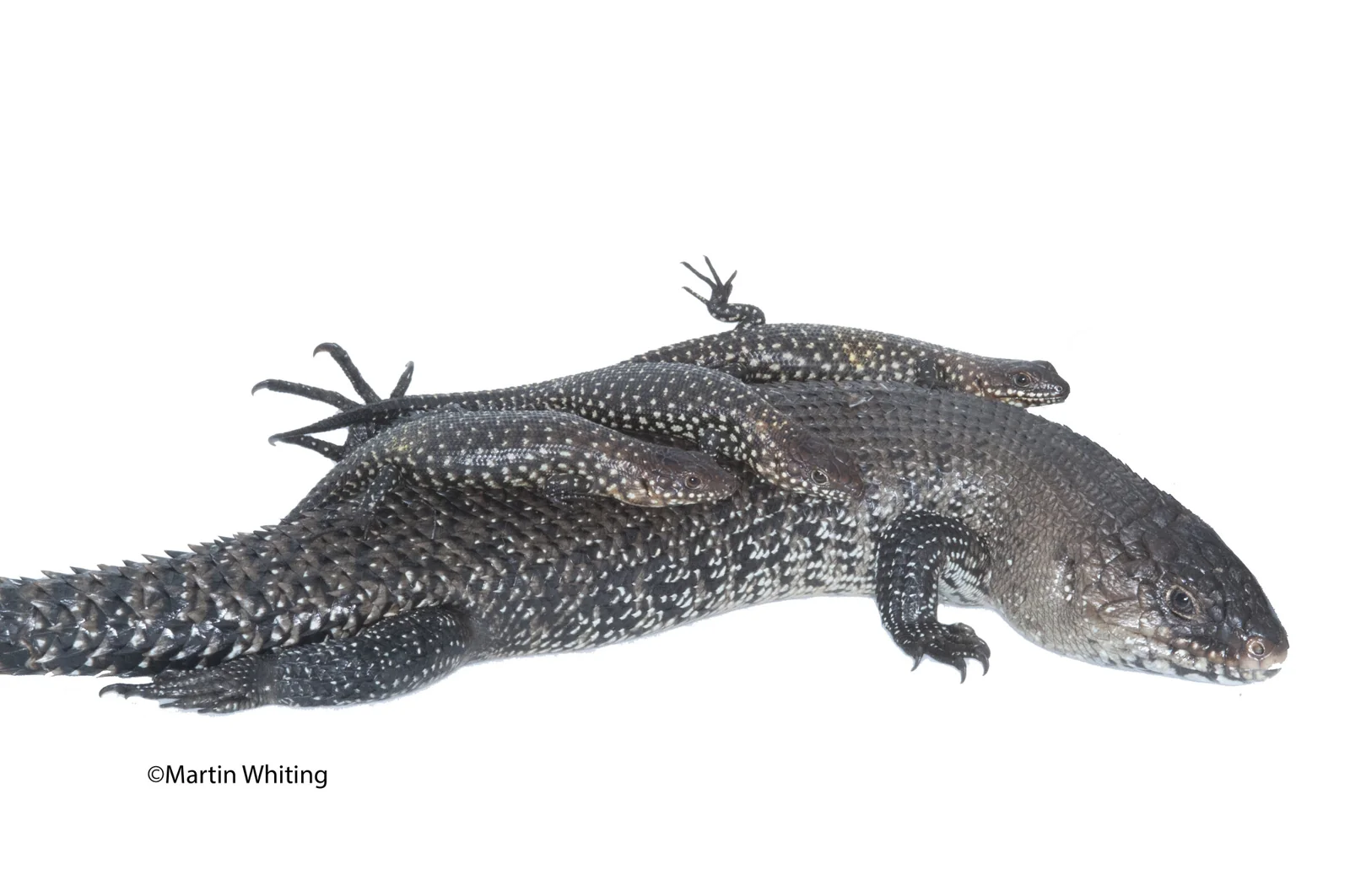 Egernia cunninghami