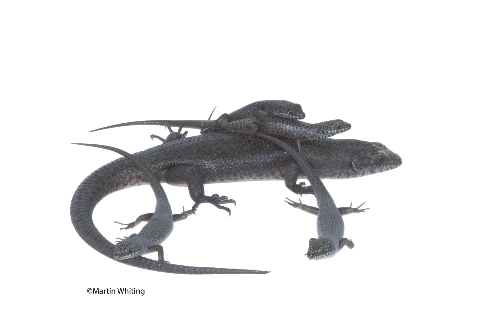 Egernia saxatilis