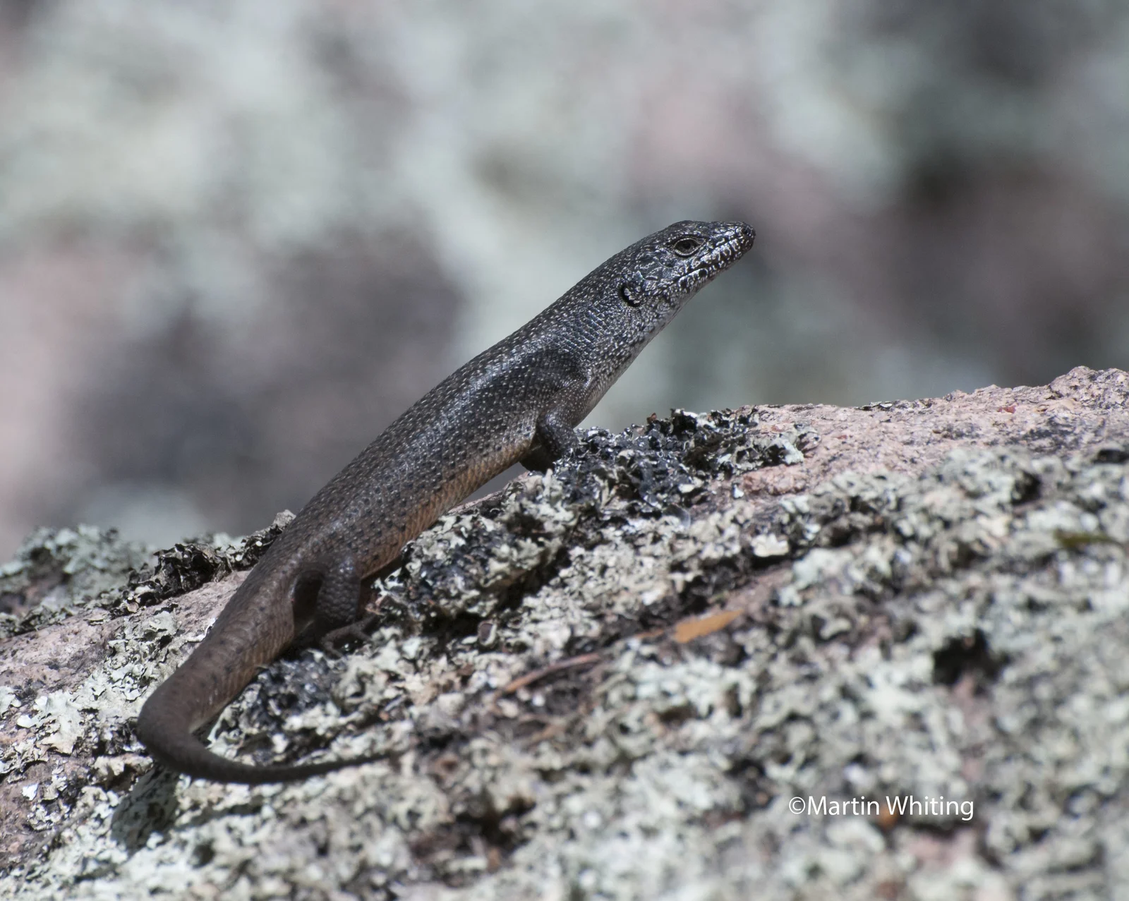Egernia saxatilis